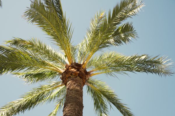 Cost of Palm Tree Pruning in Lehi