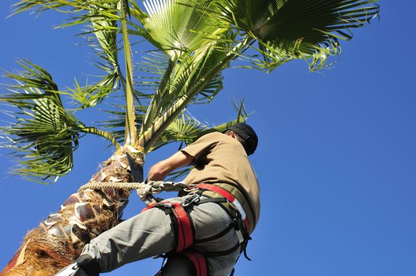 Cost of Palm Tree Trimming in Lehi