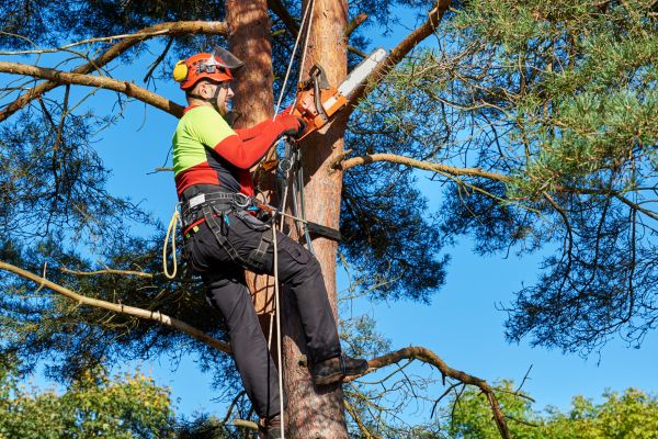 Cost of Tree Service in Lehi