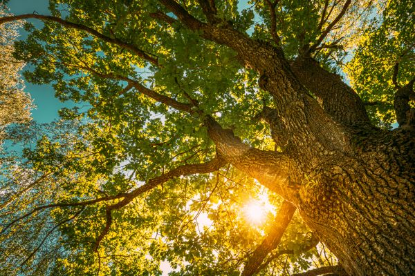 Cost of Oak Tree Pruning in Lehi