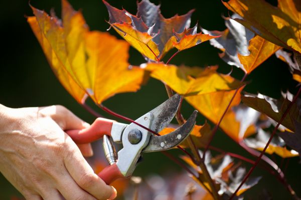 Cost of Maple Tree Pruning in Lehi