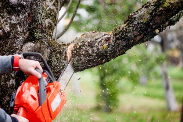 Cost of Tree Limbs Removal in Lehi