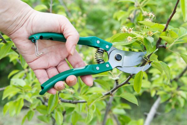 Cost of Pear Tree Pruning in Lehi