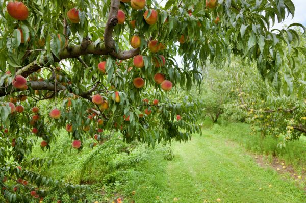 Cost of Peach Tree Pruning in Lehi
