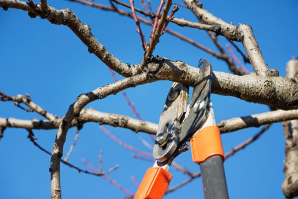 Cost of Peach Tree Trimming in Lehi