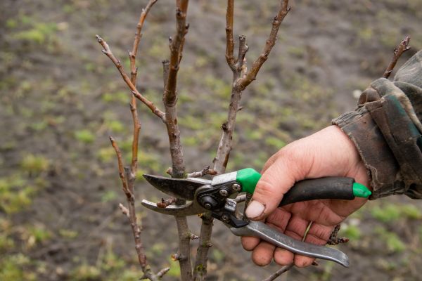 Cost of Pear Trees Pruning in Lehi