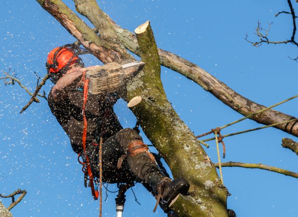 Cost of Tree Trimming Service in Lehi