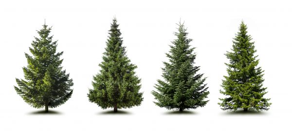 Cost of Pine Tree Trimming in Lehi