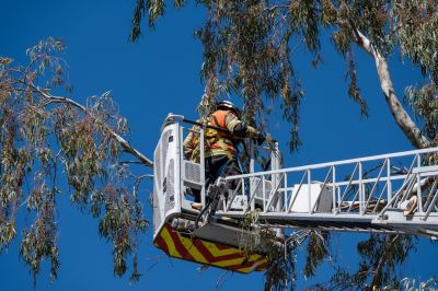 Emergency Tree Trimming