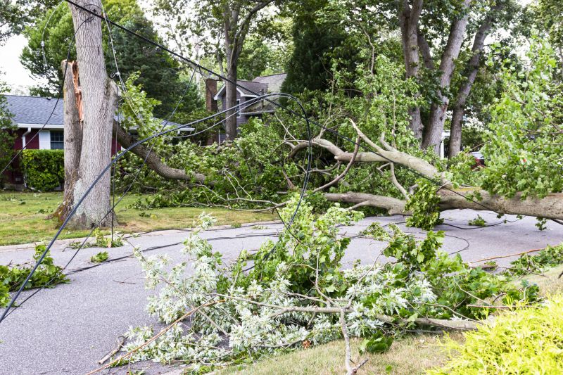 Fallen Tree on a Residential Property
