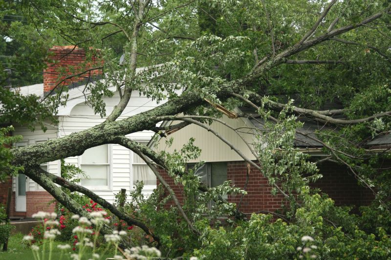 Storm Damage Leading to Fallen Trees
