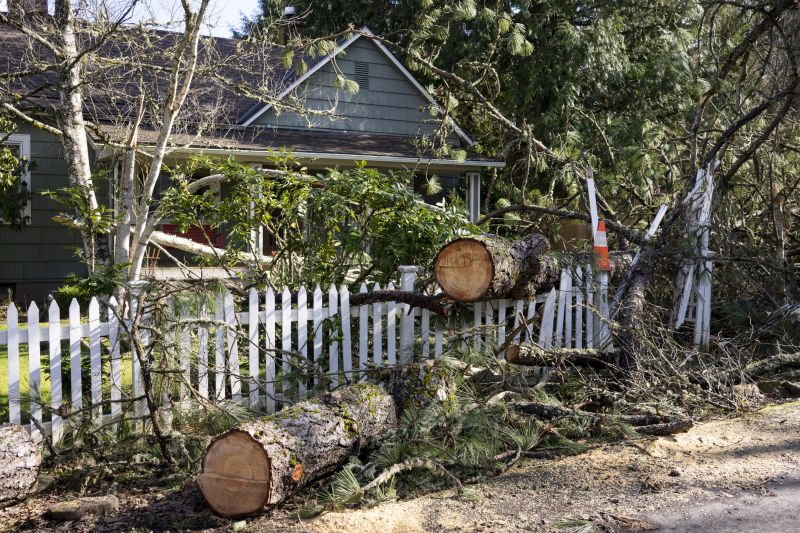 Fallen Tree Near Commercial Building
