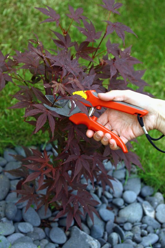 Japanese Maple Pruning