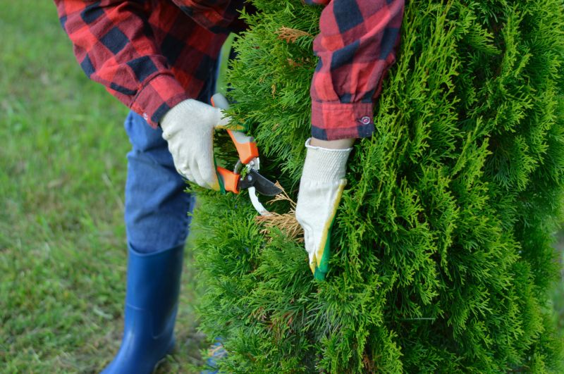 Oak Tree Pruning