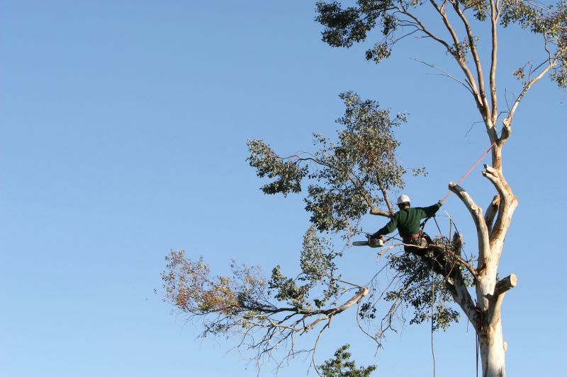 Safety-Centered Tree Maintenance