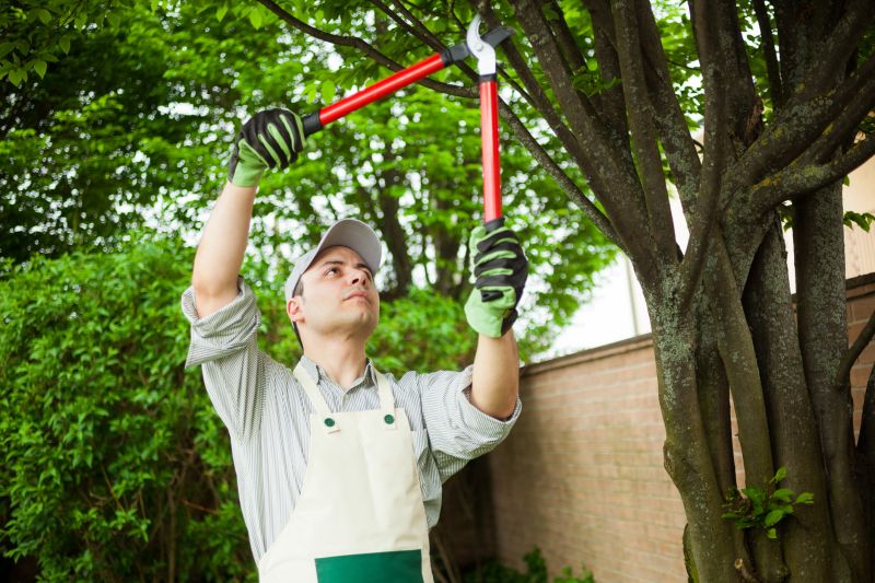 Tree Inspection and Pruning
