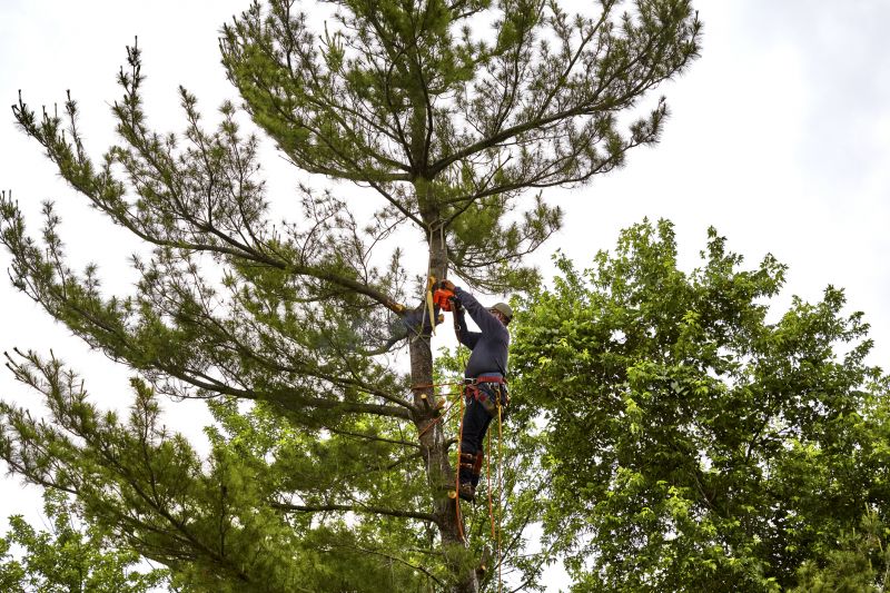 Expert Tree Shaping