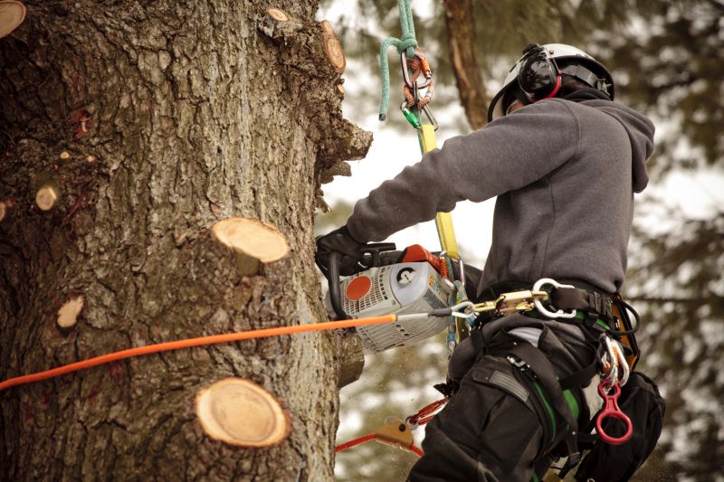 Arborists with Specialized Equipment