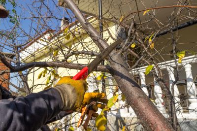 Landscaping and Tree Maintenance Firms