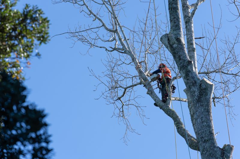 Independent Tree Trimmers