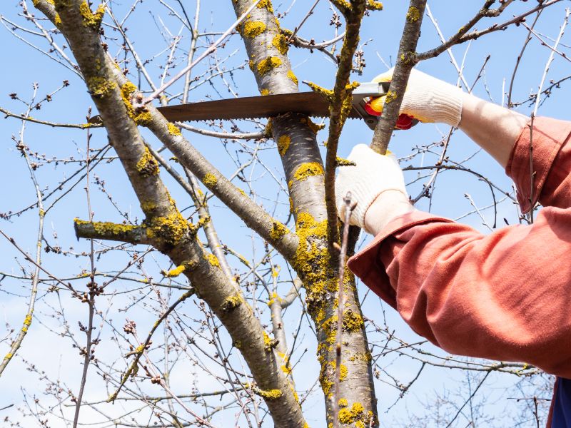 Expert Tree Trimming in Action